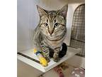 Casey - At Leesburg Petco, Domestic Shorthair For Adoption In Frederick