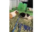 Raj, Guinea Pig For Adoption In Oakland, New Jersey