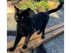 Shadow, Domestic Shorthair For Adoption In Battle Ground, Washington