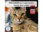 Smuckers, Tabby For Adoption In Cincinnati, Ohio