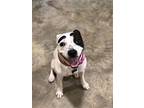 Lula, Bull Terrier For Adoption In Spring Lake, New Jersey