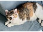 Ellie, Domestic Shorthair For Adoption In Denver, Colorado