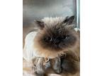 Valentino And Dior, Persian For Adoption In Woodmere, New York