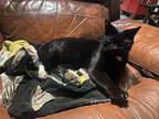 Stallone, Domestic Shorthair For Adoption In Woodmere, New York