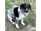 Atdr Blue, Dachshund For Adoption In Boonton, New Jersey