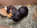 Benji Pp W/ Wall E, Guinea Pig For Adoption In Ann Arbor, Michigan