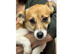 Bagel - Available 3/18, Jack Russell Terrier For Adoption In Andover, New Jersey