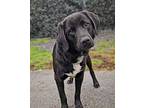 Burke - Available 3/18, Labrador Retriever For Adoption In Andover, New Jersey