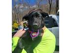 Raisin - Available 3/22, Labrador Retriever For Adoption In Andover, New Jersey