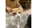 Garfunkel, Domestic Shorthair For Adoption In Athens, Tennessee