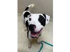 Salsa, American Pit Bull Terrier For Adoption In Twinsburg, Ohio