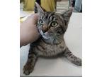 Bumble Bee, Domestic Shorthair For Adoption In Rockville, Maryland