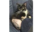 Legend, Domestic Shorthair For Adoption In Middle Village, New York