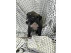 Coco, American Pit Bull Terrier For Adoption In Fredericksburg, Virginia