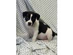 Duchess, American Staffordshire Terrier For Adoption In Fredericksburg, Virginia