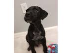 Charlie, Labrador Retriever For Adoption In Huntsville, Alabama