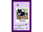 Zander Ultimate Lover Kitty, Domestic Shorthair For Adoption In Snow Camp