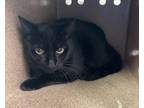 Missy, Domestic Shorthair For Adoption In Washington, District Of Columbia