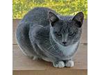 Luna, Russian Blue For Adoption In Paris, Kentucky