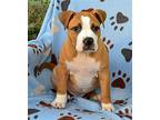 Stitch, American Staffordshire Terrier For Adoption In Lighthouse Point, Florida