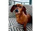 Miss Lucy, Dachshund For Adoption In Weston, Florida