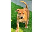 Meiying, Labrador Retriever For Adoption In Fort Myers, Florida