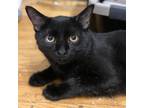 Darius (bonded With Flanders), Domestic Shorthair For Adoption In Thornhill