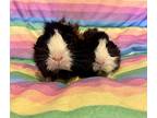 Salsa, Guinea Pig For Adoption In Andover, Connecticut