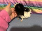 Churro, Guinea Pig For Adoption In Andover, Connecticut