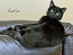 Karla, Domestic Shorthair For Adoption In Chicago, Illinois