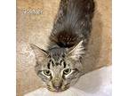 Rocher, Domestic Shorthair For Adoption In Chicago, Illinois