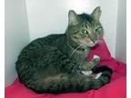 Nugget - Declawed, American Shorthair For Adoption In Oakland Park, Florida