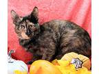 Kitty Hawk, Domestic Shorthair For Adoption In Greensboro, North Carolina