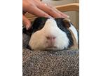 Wally, Guinea Pig For Adoption In New York, New York