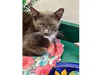 Chester, Domestic Shorthair For Adoption In West Palm Beach, Florida