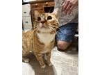Jt, Domestic Shorthair For Adoption In West Palm Beach, Florida