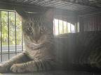 Chirpy, Domestic Shorthair For Adoption In West Palm Beach, Florida