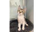 Bubbles, Domestic Shorthair For Adoption In West Palm Beach, Florida