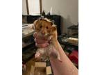 Maple, Hamster For Adoption In Faribault, Minnesota