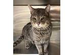 Marshall Meowthers, Domestic Shorthair For Adoption In Golden, Colorado