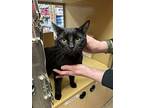 Marvin, Domestic Shorthair For Adoption In South Salem, New York