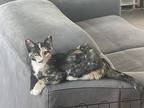 Duchess, Domestic Shorthair For Adoption In Chino Hills, California