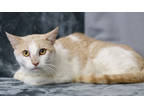 Spaghetti, Domestic Shorthair For Adoption In Blackwood, New Jersey