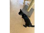 Boo, Domestic Shorthair For Adoption In Chino Hills, California