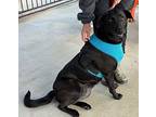 Trixi, Flat-coated Retriever For Adoption In Killen, Alabama