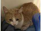 Scallop, Domestic Shorthair For Adoption In Scottsdale, Arizona