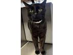 Jelly, Domestic Shorthair For Adoption In Vancouver, Washington