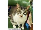 Ricardo, American Shorthair For Adoption In Westwood, New Jersey