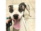 Pinky, American Pit Bull Terrier For Adoption In Scottsdale, Arizona