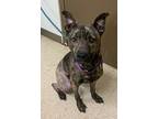 Prince, American Pit Bull Terrier For Adoption In Vancouver, Washington